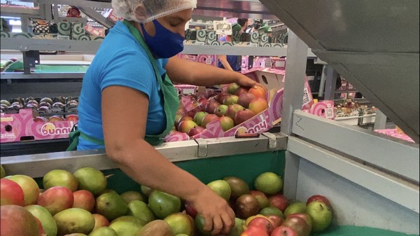 Cooler temperatures tightened Mexican mango supplies - Vimarsana News
