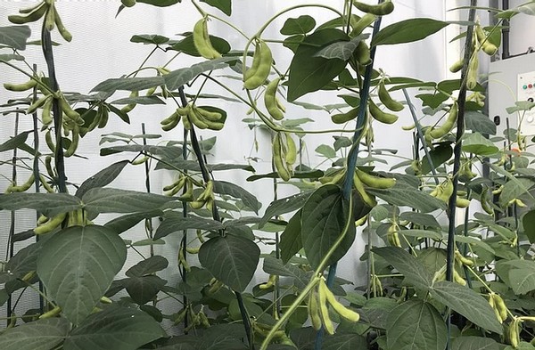 Pod Yield Project: UK scientists develop climate-resilient bean crop - Vimarsana News