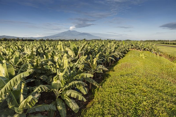 Chiquita to receive science based target initiative approval for "30BY30" sustainability program - Vimarsana News