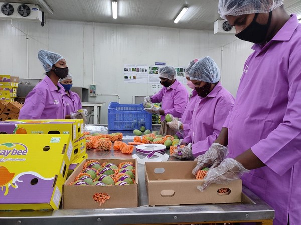 Could Indian mangoes still make it to the U.S. market this season? - Vimarsana News