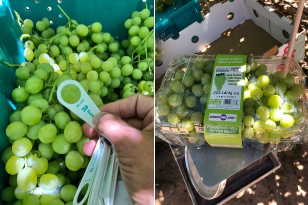 "Weirdest grape growing season I've seen in 33 years" - Vimarsana News