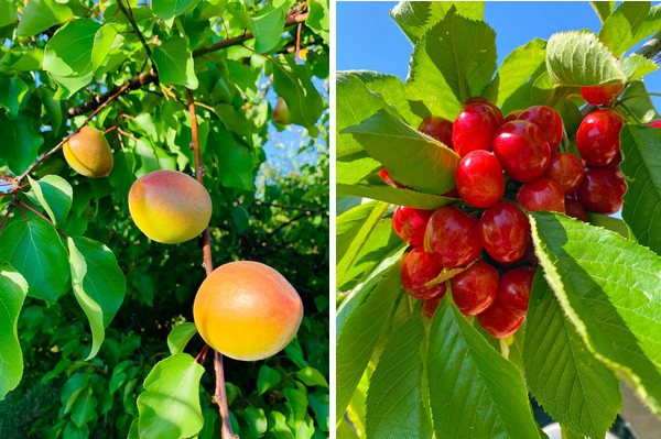 California stone fruit season kicks off with organic cherries and apricots - Vimarsana News