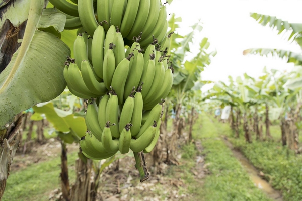 Perfection Fresh Australia acquires banana business Pacific Coast Produce Marketing - Vimarsana News