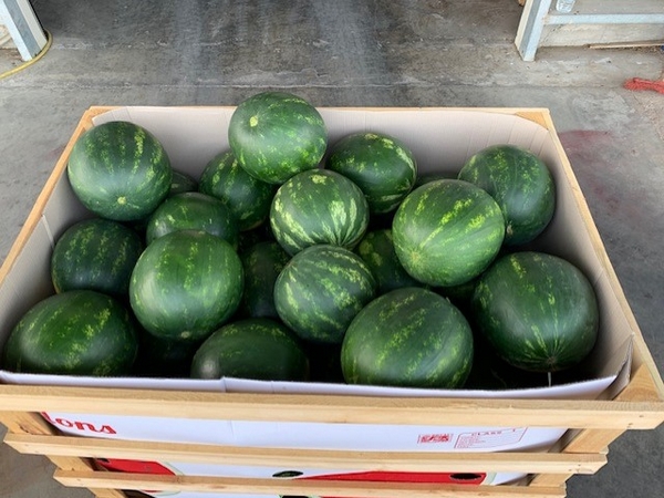 Greece: Demand for watermelons high