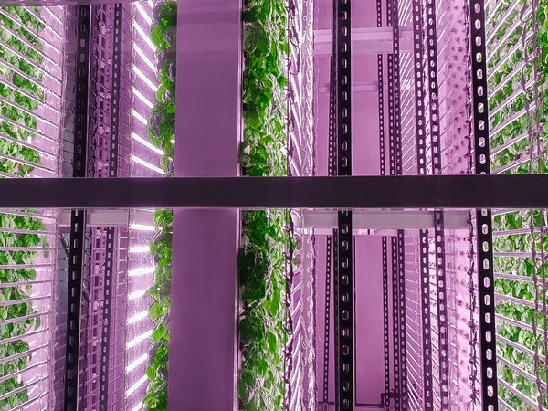Sakata Seed America and OnePointOne collaborate to accelerate vertical farming - Vimarsana News