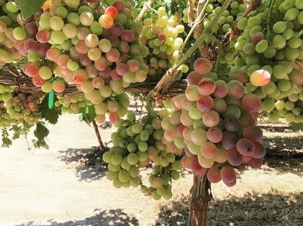 Organic Grape Supplies Transition to San Joaquin Valley