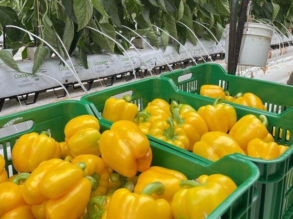 What's in Season? Bell Peppers (Field and Greenhouse) - Canadian Food Focus