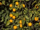 US: Parson Brown sweet orange is outperforming Hamlin - Vimarsana News
