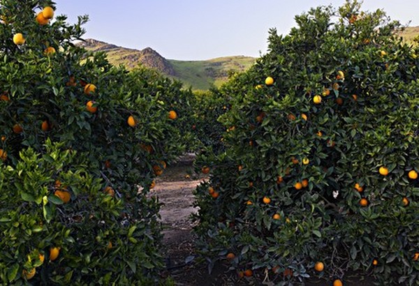 Pricing Picking Up On Domestic Oranges