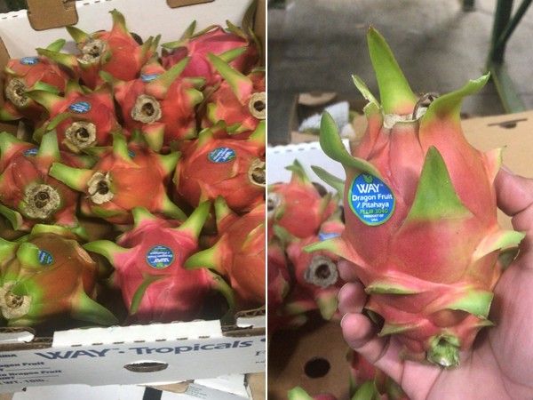 Better 2021 market for US domestic dragon fruit - FreshPlaza.com