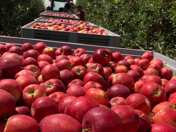 High demand for Turkish Red Delicious and Granny Smith apples