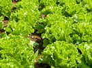 New prototype lettuce harvester could cut manual labor by 50% - Vimarsana News