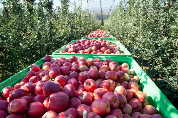 The EU is still discovering the high quality of Moldovan fruit"