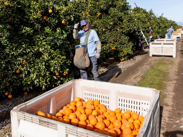 Navel Oranges  Farmer Mikes UPick