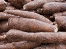 Liberia: Local NGO launches $5.2 mln project for cassava transformation - Vimarsana News
