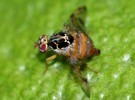 Victorians to be on the lookout for Medfly - Vimarsana News