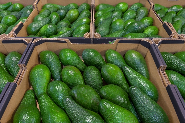 Offerte di Avocado fresco da Marocco