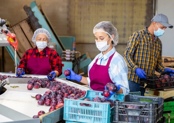 FPSC releases fact sheet on food defense for fresh produce industry - Vimarsana News