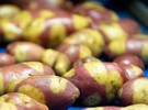 'Nemo' hybrid potatoes can save on roasting time - Vimarsana News