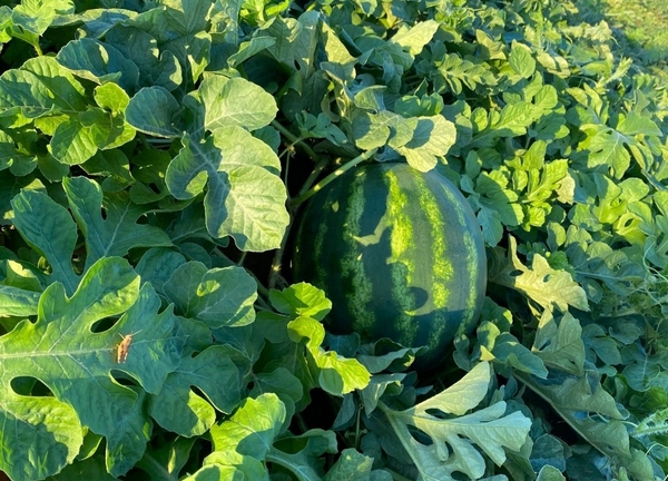 Australian melon export figures climbed in the third quarter of 2021 - Vimarsana News