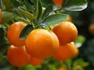 Traces of banned pesticide found in Croatian citrus fruit - Vimarsana News