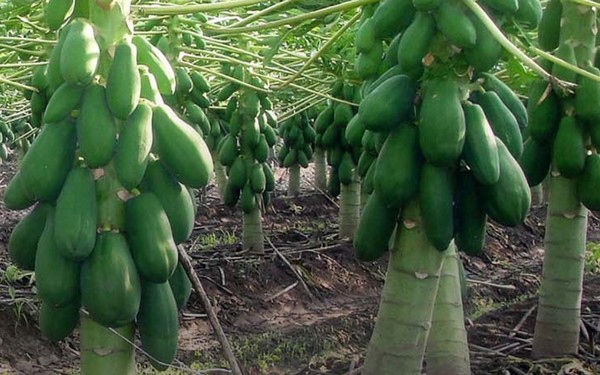 Slim Mexican papaya supplies meet slower demand - Vimarsana News