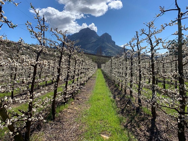 Agriculture is a force for good, says new chair of South Africa's FPEF - Vimarsana News