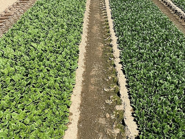 Major seed supplier excited by results of spinach and broccoli variety trials - Vimarsana News