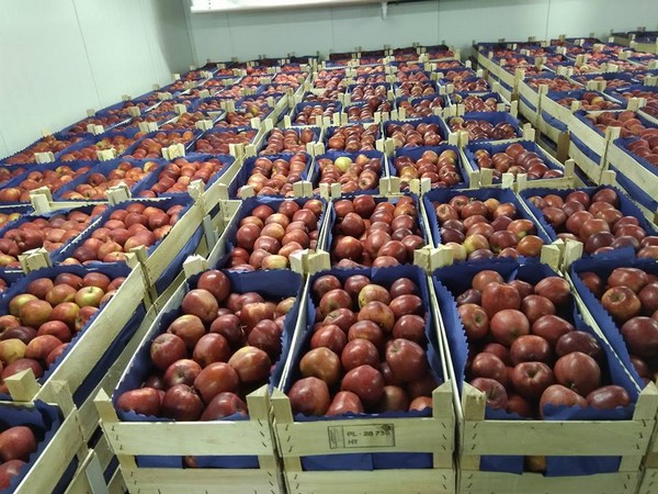 FreshPlaza: Smooth sailing for Polish apples, except for the sailing itself