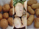 Five new climate and disease resilient potato varieties approved for release in Malawi - Vimarsana News