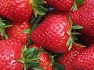 Ireland: Promising potential for 'Malling Centenary' strawberry variety - Vimarsana News