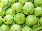 South African guava cultivar program to reinvigorate industry - Vimarsana News