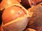 Ariston Holdings Ltd seeks to grow macadamia output - Vimarsana News