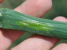 Destructive onion virus evolving and spreading in the US - Vimarsana News