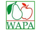 Europe's apple stocks increased by 6.8% compared to 2020, while pear stocks decreased by 27% - Vimarsana News