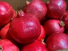 Early rain surge challenging for Californian pomegranates - Vimarsana News