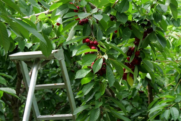 Incentives working, but more people needed for Otago summerfruit harvest - Vimarsana News