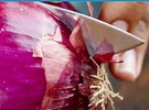 US researchers tackle salmonella in bulb onions - Vimarsana News