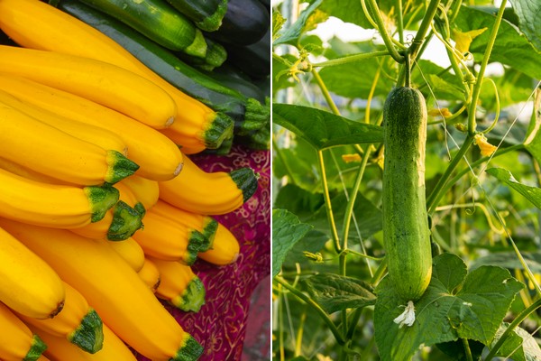 Mexican imports are needed to meet increased cucumber and squash demand - Vimarsana News