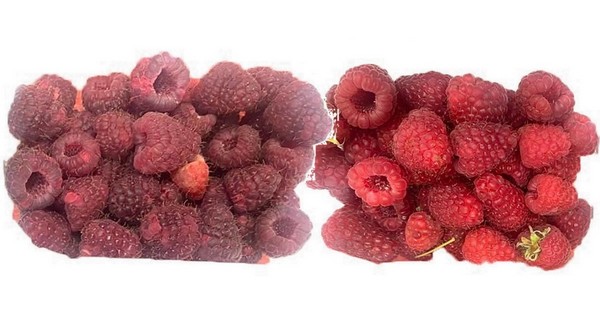 'Sights set on the berry industry after trial shows dramatic reduction in waste' - Vimarsana News