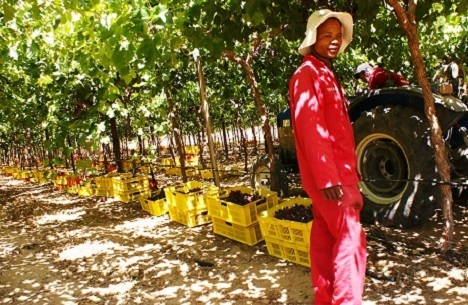 Slight rain in the Cape "not problematic" on grapes - Vimarsana News