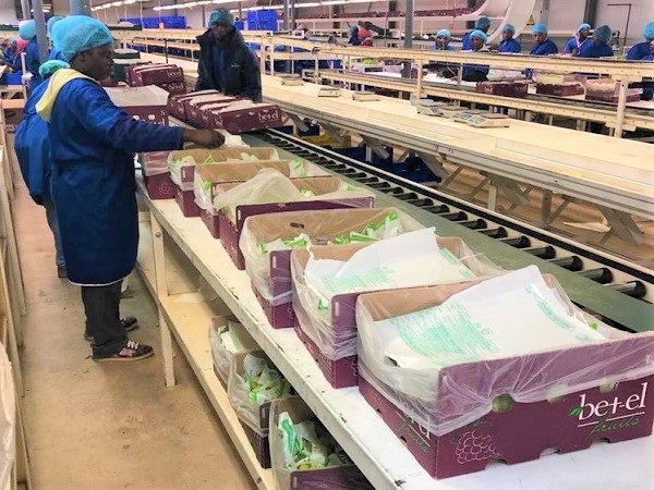 South African grapes: shipping and rain changed the playing field - Vimarsana News
