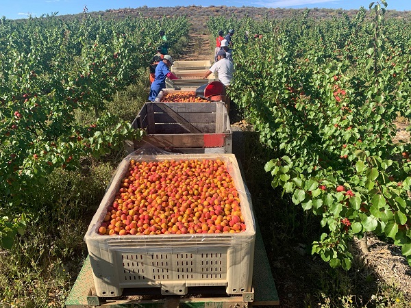 Stellar performance of Carmingo® apricots persuades Koo farmers to consider phasing out apples - Vimarsana News