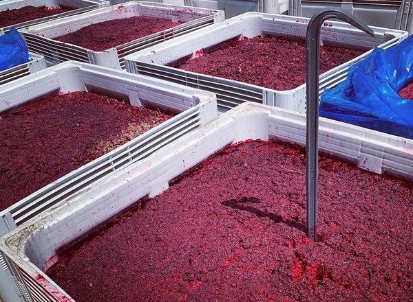 New opportunities open up for Tasmanian berry grower amid COVID disruptions - Vimarsana News