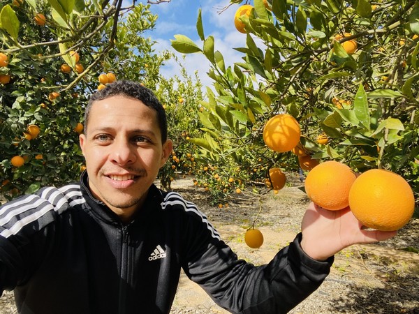 High demand for smaller sizes, but majority of Egyptian oranges are larger sized - Vimarsana News