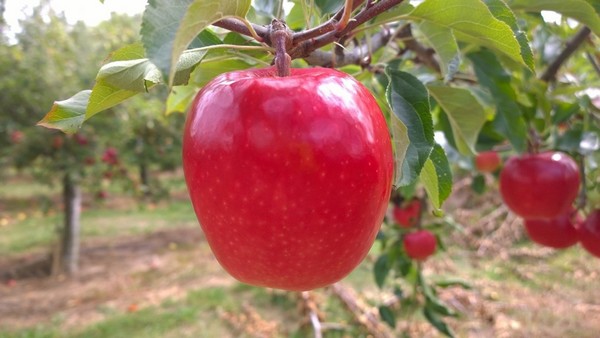 New exporter to distribute new apple variety - Vimarsana News