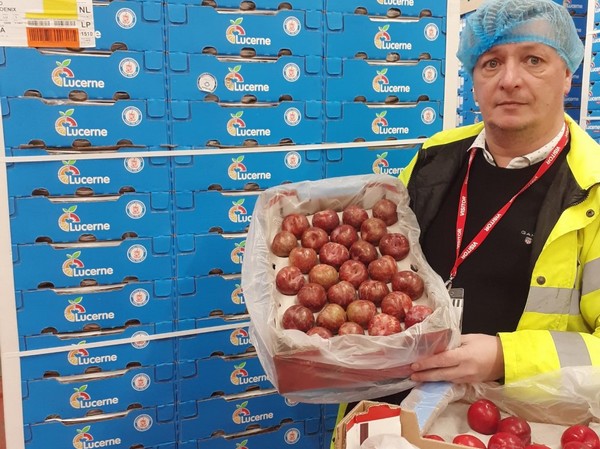 First UK arrivals of Red Phoenix plums from South Africa - Vimarsana News
