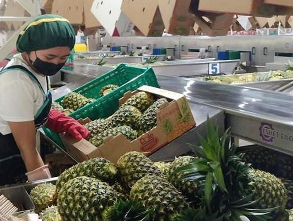 Dole unit starts operating P306 mln pineapple plant in Lanao del Sur - Vimarsana News