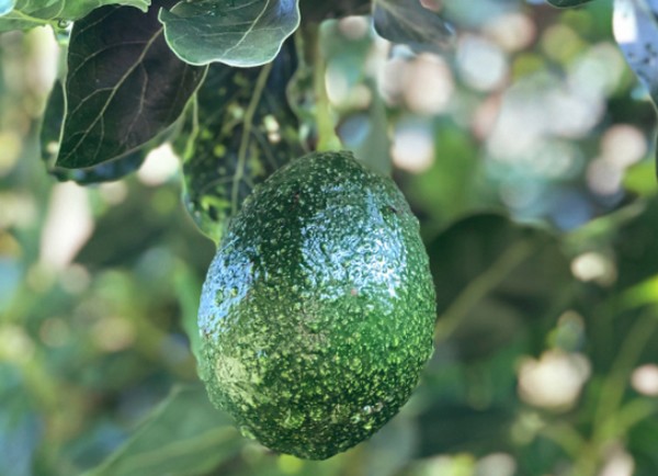 All eyes turn to other growing regions for avocados following Mexican ban - Vimarsana News
