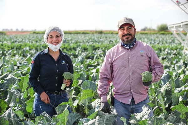 Market conditions influence demand for organic vegetables - Vimarsana News
